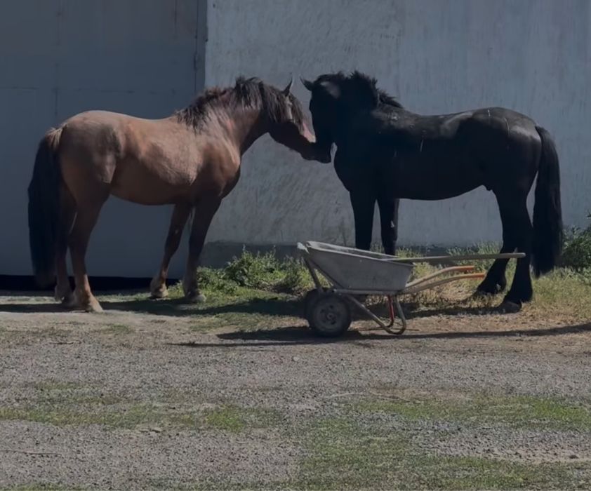 2 айғыр сатылады