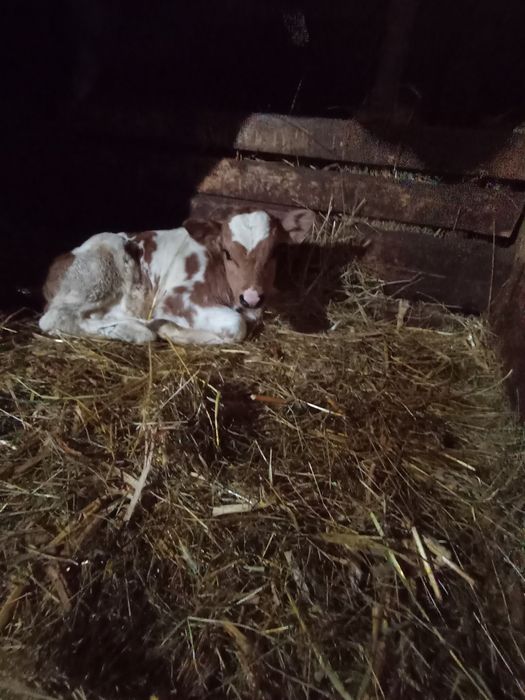 Vacă de vânzare blândă