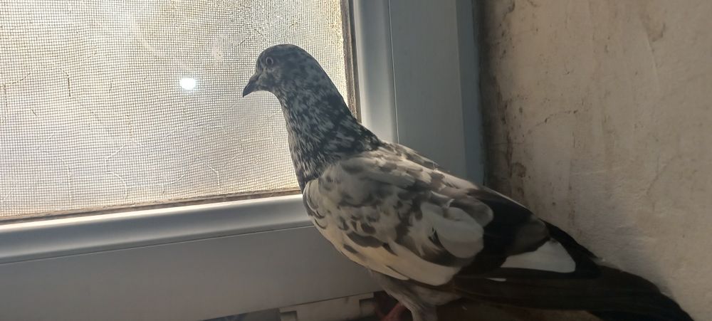 Кептерлер сатылады