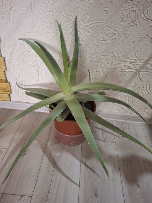 Алоевера лечебное