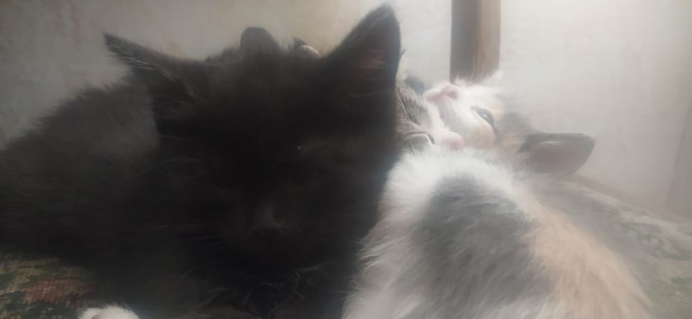 Милые котят ищут дом