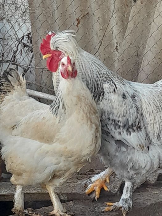 Прою яйца браммы