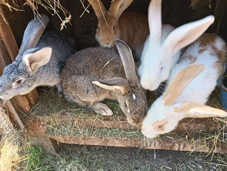 Iepuri de cazare