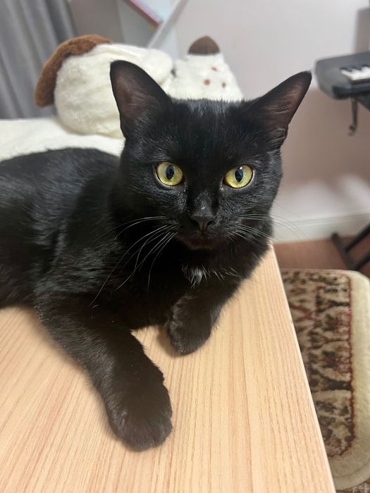 Кошка в добрые руки