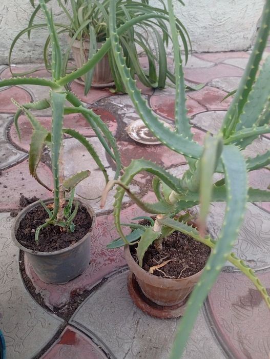 Продаю 3 летний алое