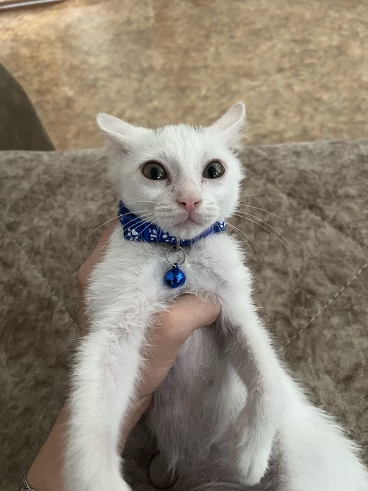 Котенок в добрые руки