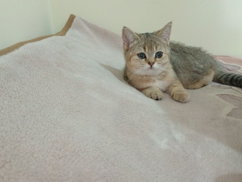 Золотистый шиншилла, 
девочка 4 месяцев,здоровый