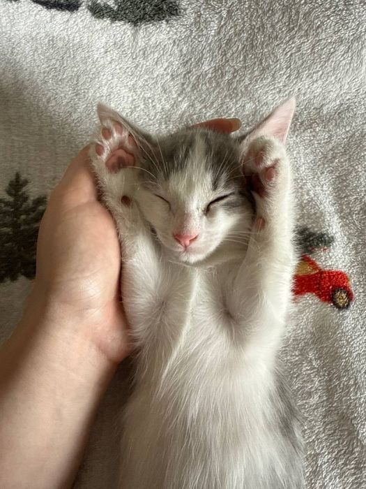 Ищем дом котятам