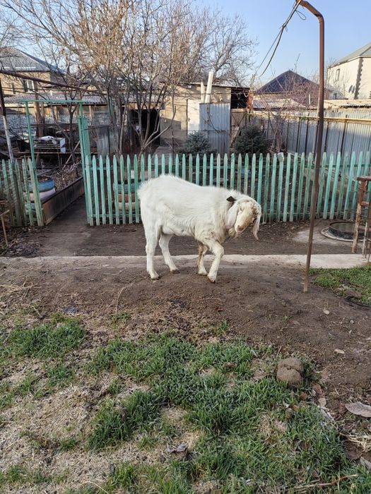 Козел Нубийский.