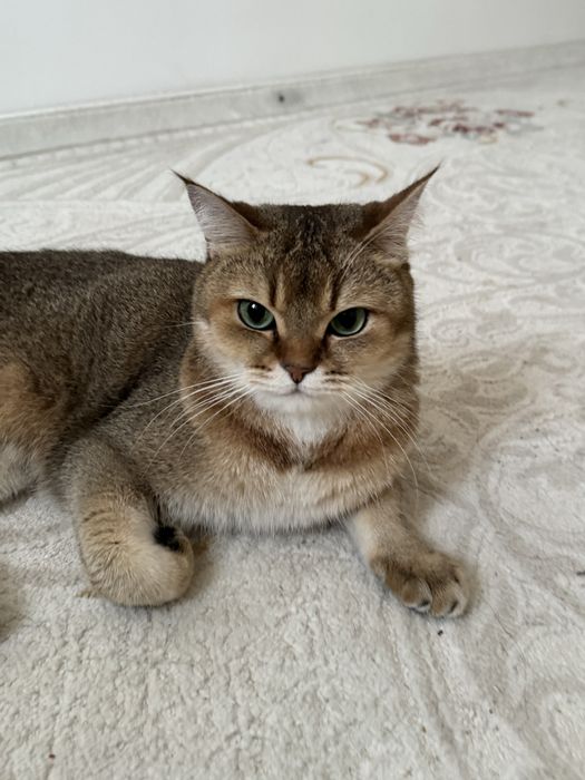 милый шотландский кот