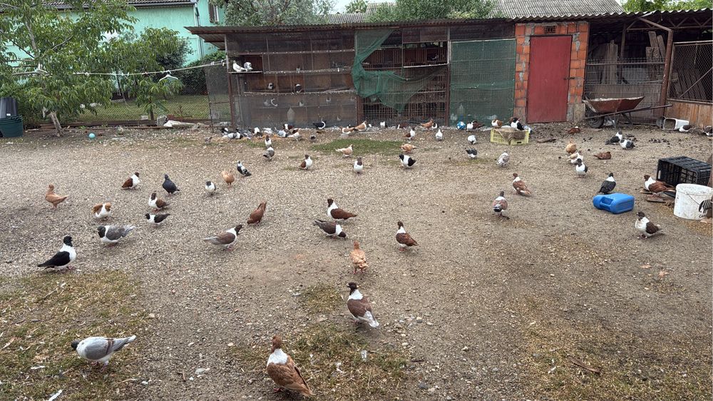 Vand porumbei strasseri