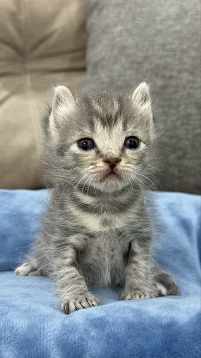 Отдаю котят в добрые руки