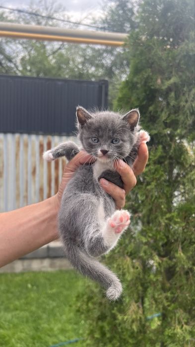 Отдам котят в хорошие руки