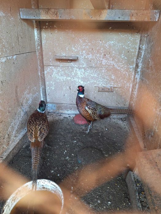 Vând pereche de fazani comuni