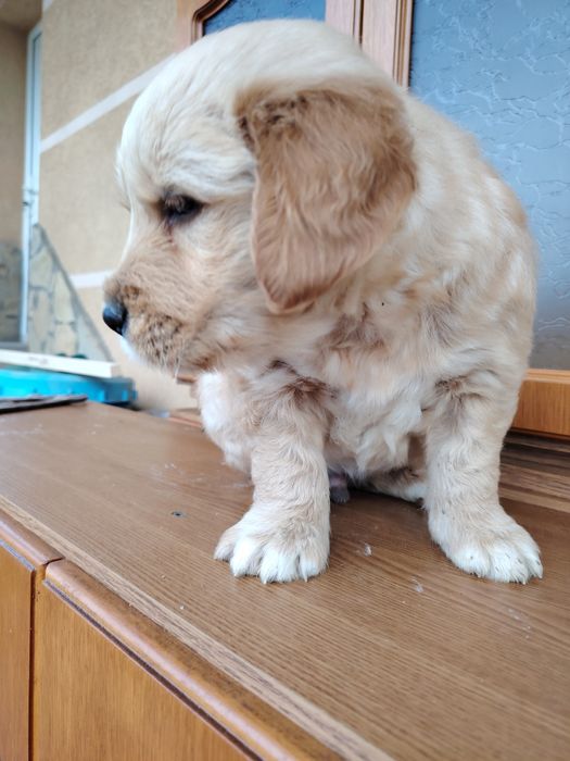 Băiețel golden retriever