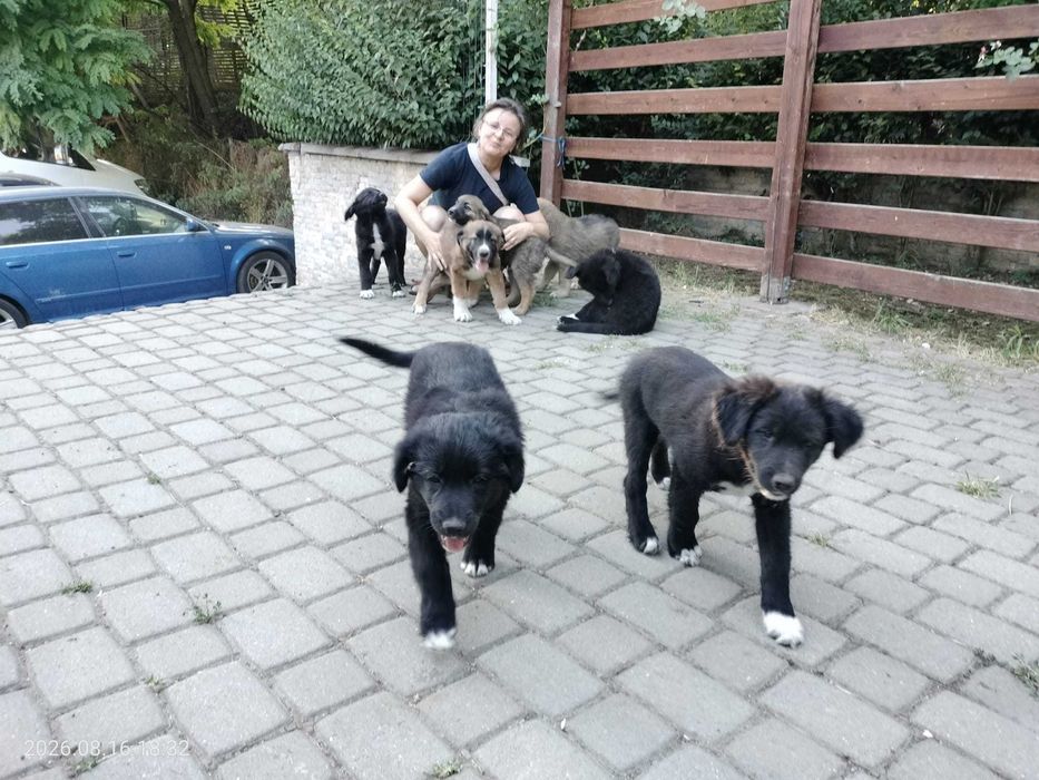 Donez catelusi pentru adoptie - in Cluj-Napoca si zonele limitrofe