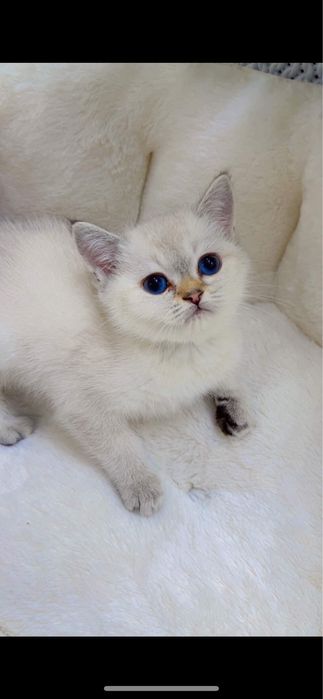 Колор поинт 2ойли киз бола