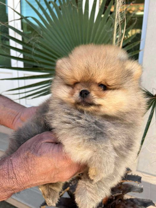 Мини пумеранчета