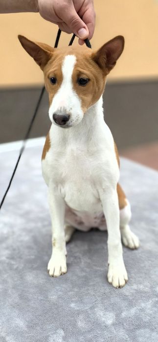 Basenji cu pedigree de Top