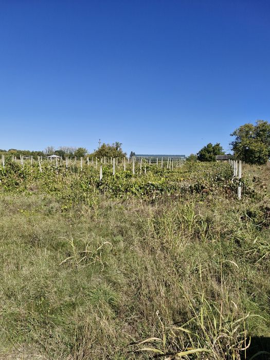 Teren intravilan  Podu Iloaiei