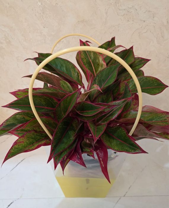 Цветы домашние аглонемы