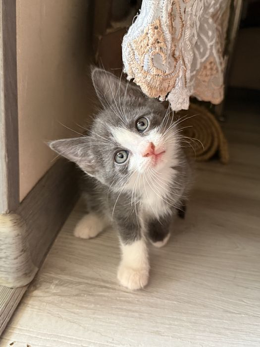 Продаются котята.