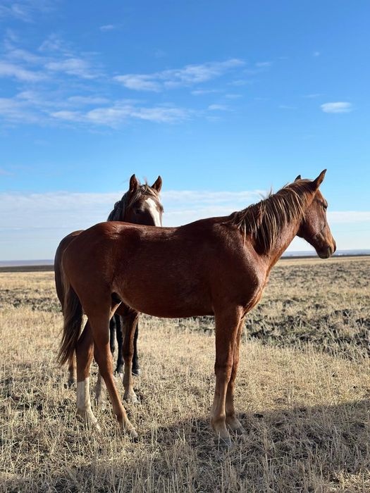 Продам тай Қостанайской породы.