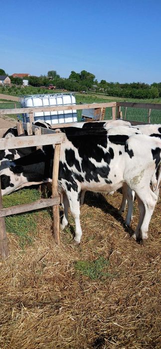 De vânzare 5 juninci holstein cu vârsta de 1 an și 3 luni