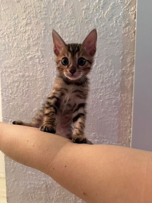 Продам бенгалов 2 месяца