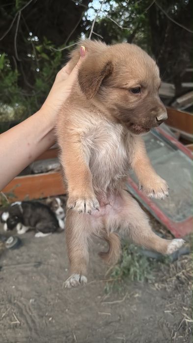 Бесплатно күшіктер