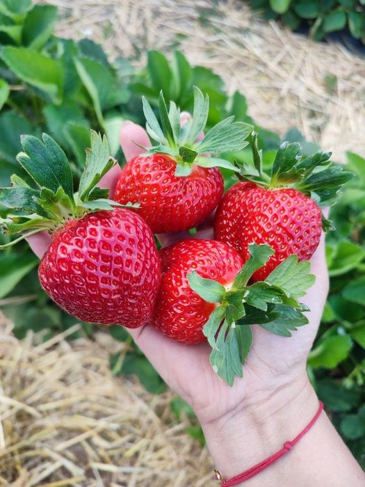 Продавам расад ягоди и малини