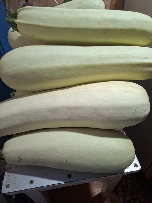 Продам дачные баклажаны и кабачки.