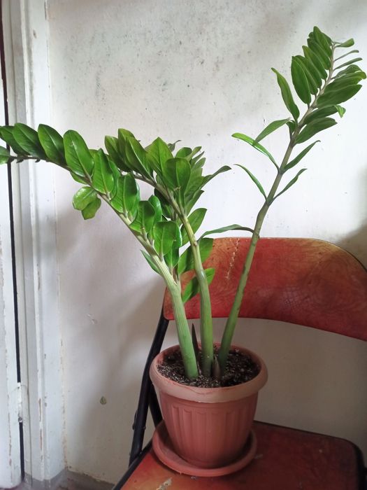 Замиокулькос дол