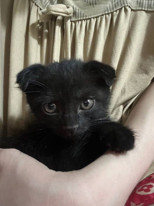 Отдам в добрые руки котят