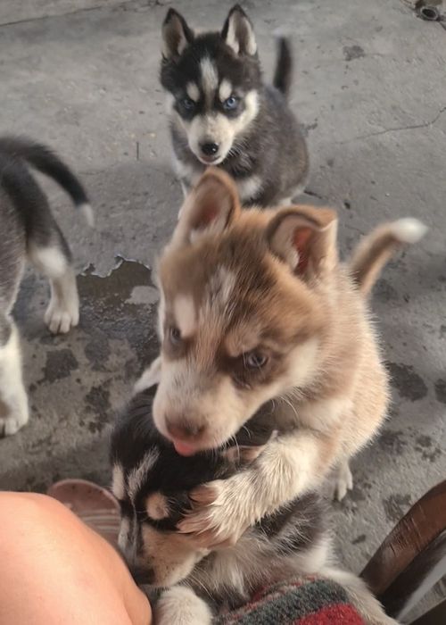 Pui husky siberian , vaccinați, deparazitati, carnet de sănătate