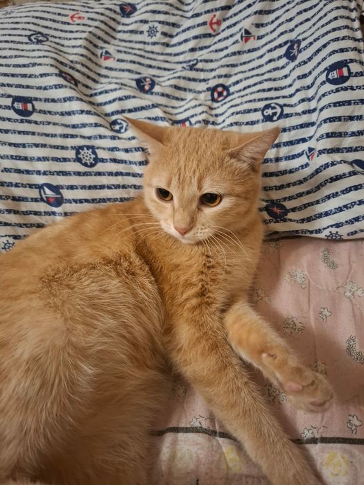 Отдам в добрые руки