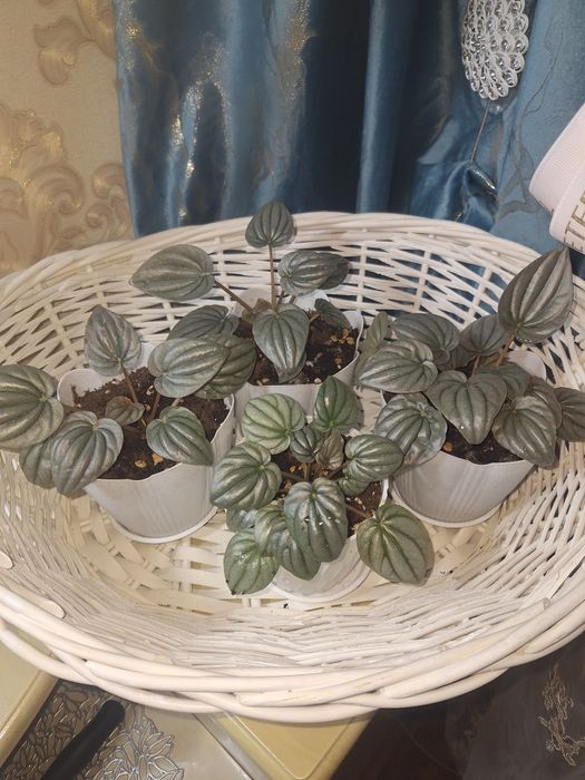 Продам.  красивый комнатный , . компактный цветок .