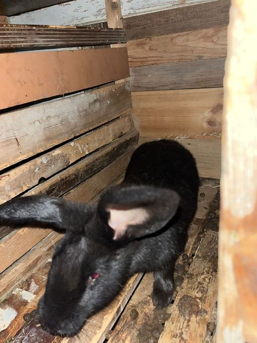 Продам молодую кролиху