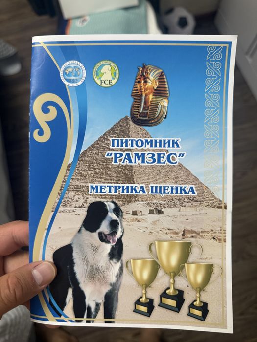 продам алабая  еще щенок