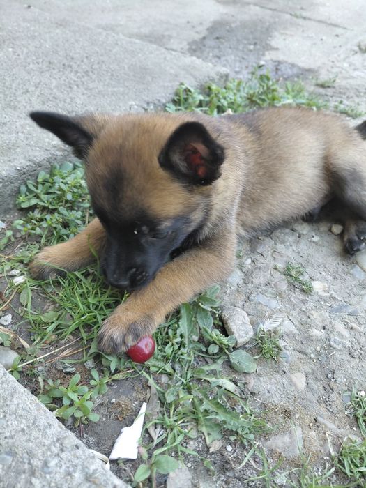 Câine ciobanesc belgian