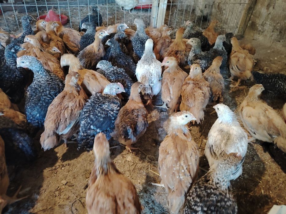 Vând puicuțe mixte