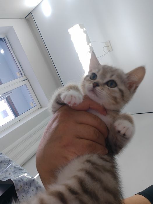 Котенок добрый, бесрлатно