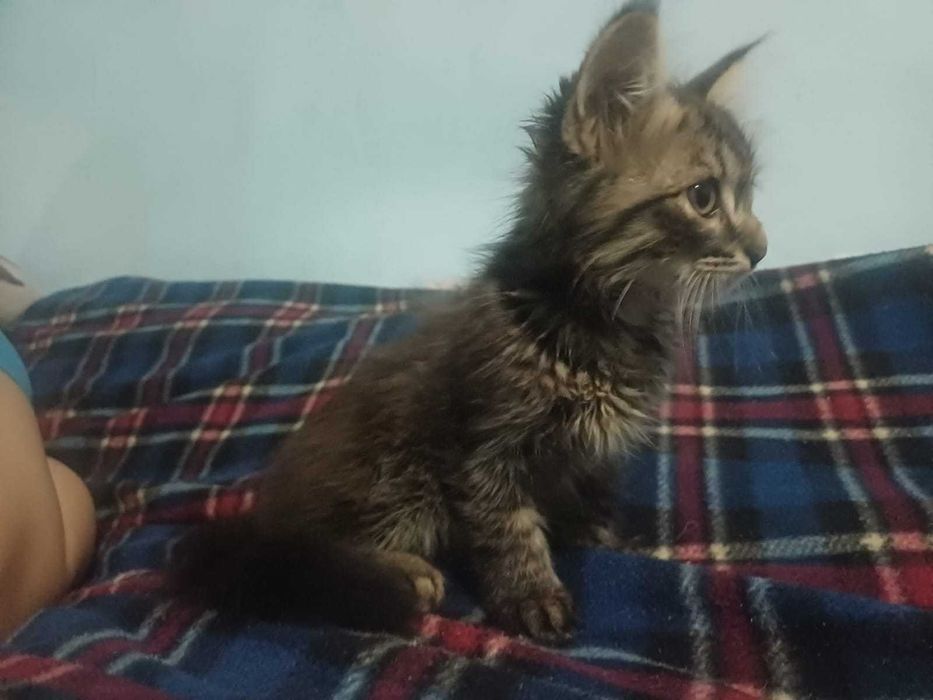 Котенок, мальчик.