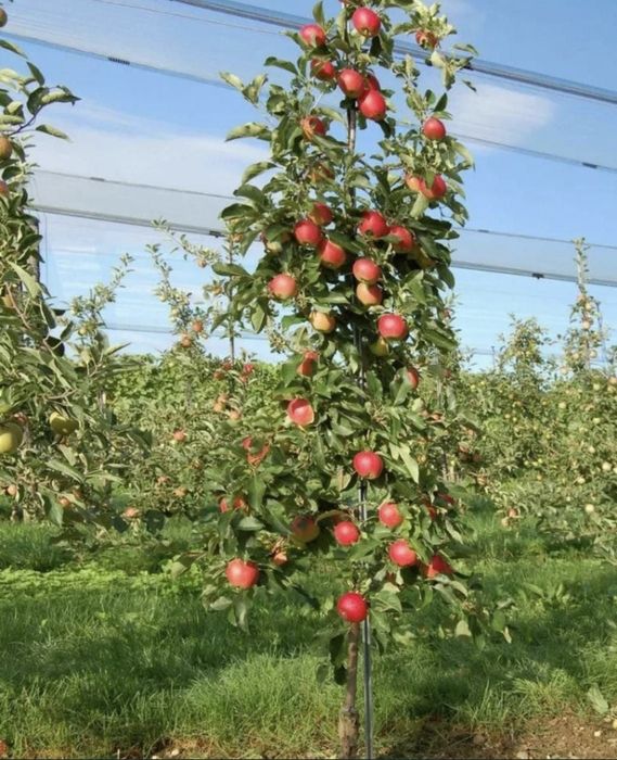 Яблони сливы Груши