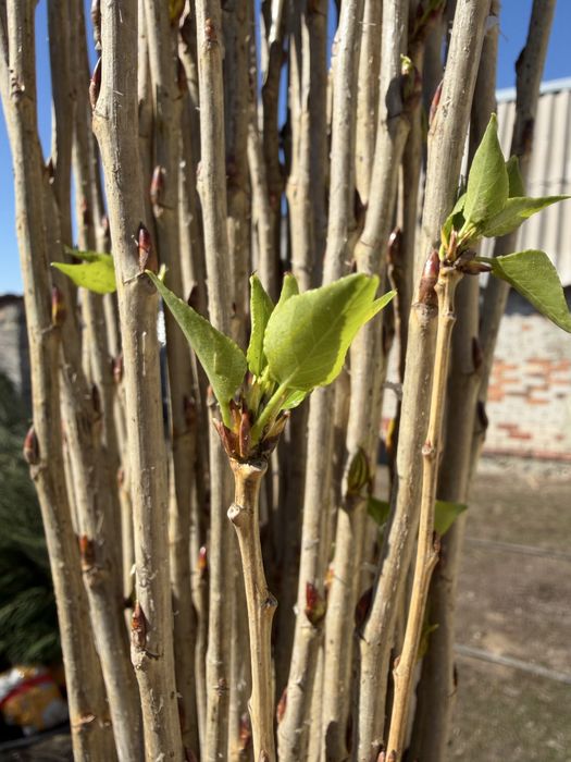 Тополь пирамидальный оптом и в розницу