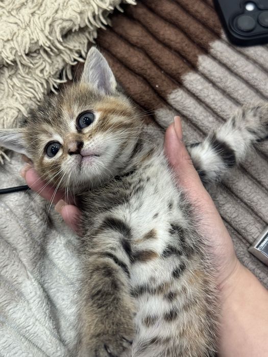 Котята бесплатно
