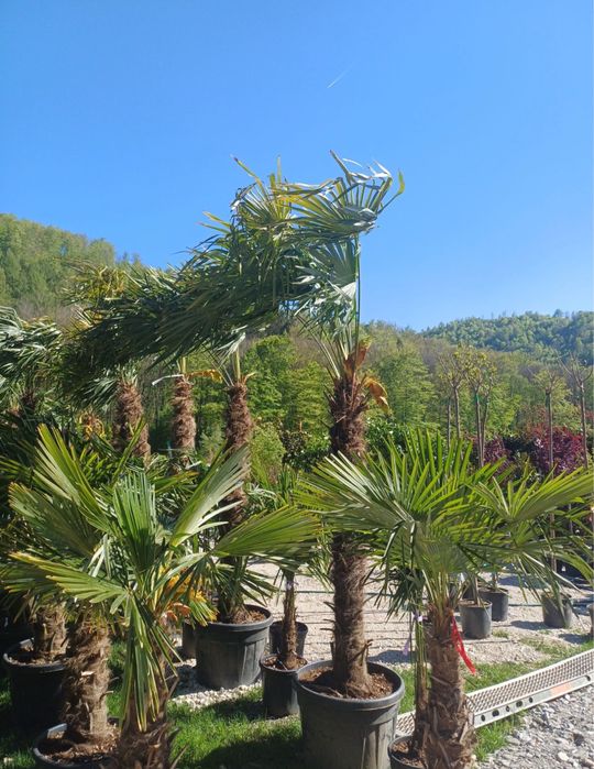 Palmieri rezistenti la iarna caliate garantat oferim garantie