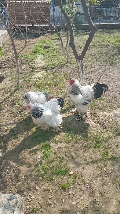 Светли брама 1+2