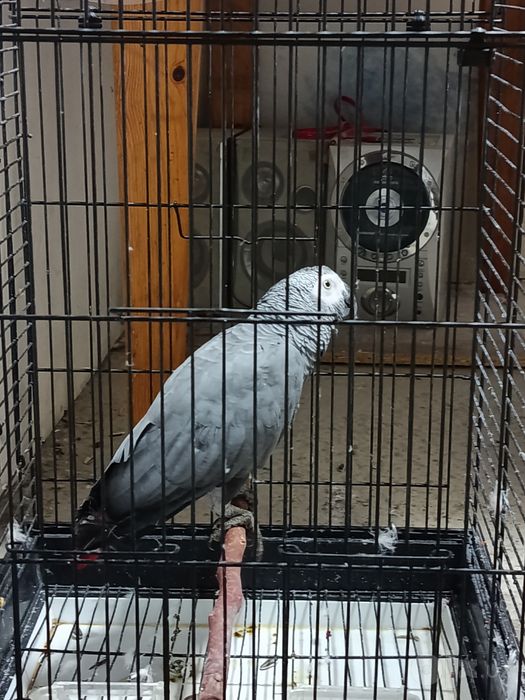 Jako toti qushi sotiladi nar