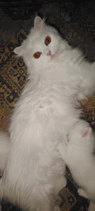 Котята британские чистокровные.